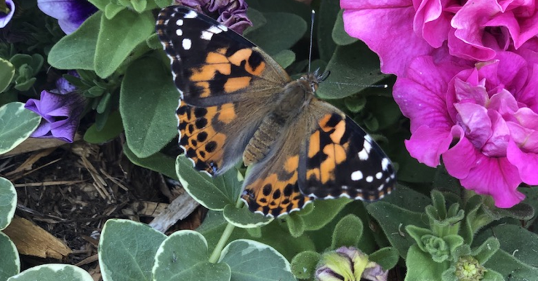 Episcopal Church’s Creation Care names 2024 Eco-Justice Fellows