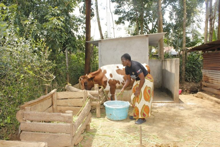 El programa episcopal-anglicano de vacas lecheras de Idaho y Kenia genera ingresos y fomenta las relaciones espirituales